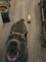 Diamond, a female Cane Corso for sale in West Bloomfield, MI – 8 of 10