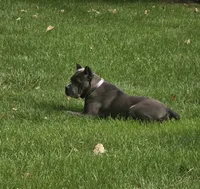 Diamond, a female Cane Corso for sale in West Bloomfield, MI – 10 of 10