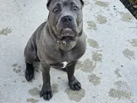 Diamond, a female Cane Corso for sale in West Bloomfield, MI – 5 of 10