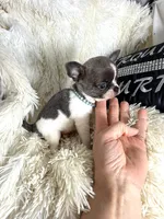 Lucky -Blue Brindle, a male Chihuahua for sale in Purvis, MS – 3 of 4