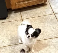 Rocky, a male Chihuahua for sale in Purvis, MS – 2 of 2