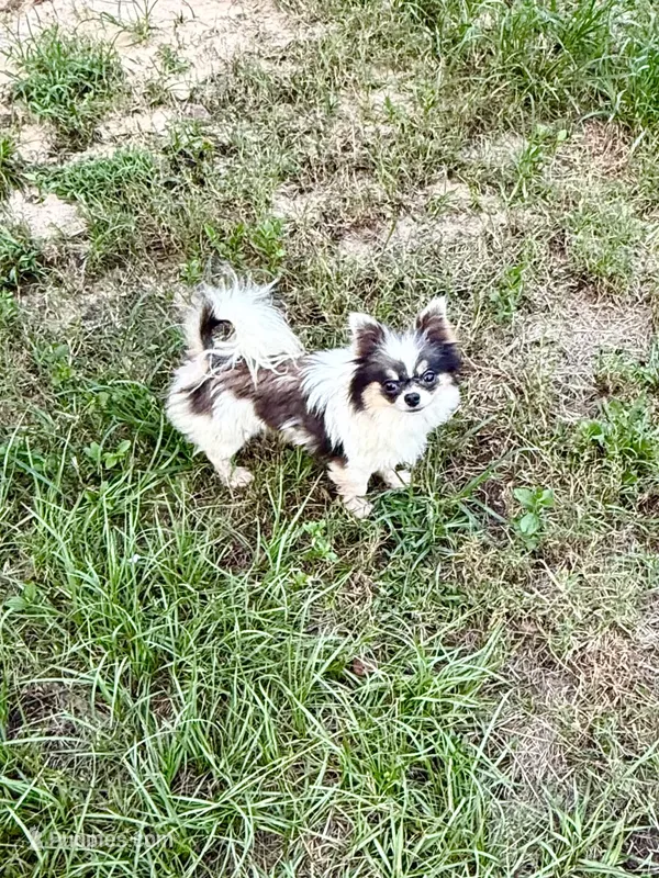 Bingo – Chihuahua puppy for sale in Purvis, MS