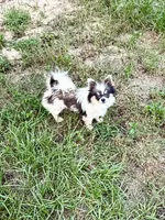 Bingo, a male Chihuahua for sale in Purvis, MS – 1 of 1