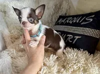 Deposit Received-Timmy, a male Chihuahua for sale in Purvis, MS – 3 of 6