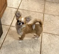 Sonny , a male Chihuahua for sale in Purvis, MS – 1 of 6