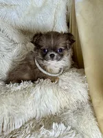 Tiny Amber, a female Chihuahua for sale in Purvis, MS – 1 of 3