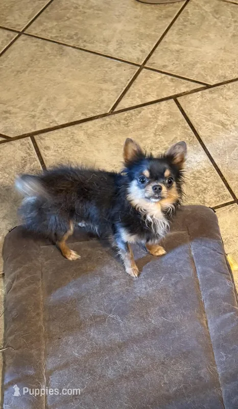 Nico Pet Only – Chihuahua puppy for sale in Purvis, MS