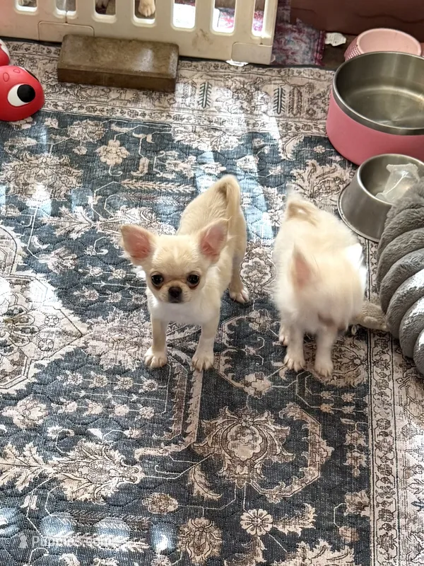 X tiny Barley  – Chihuahua puppy for sale in Purvis, MS