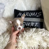 (Deposit) Jax, a male Chihuahua for sale in Purvis, MS – Photo 7 of 9