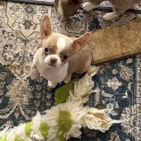 (Deposit) Jax, a male Chihuahua for sale in Purvis, MS – Photo 1 of 9