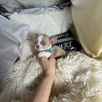 (Deposit) Jax, a male Chihuahua for sale in Purvis, MS – Photo 8 of 9