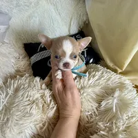 (Deposit) Jax, a male Chihuahua for sale in Purvis, MS – Photo 6 of 9