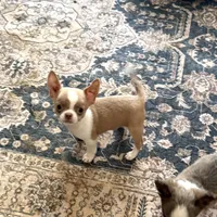 (Deposit) Jax, a male Chihuahua for sale in Purvis, MS – Photo 2 of 9