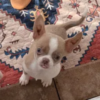 (Deposit) Jax, a male Chihuahua for sale in Purvis, MS – Photo 3 of 9