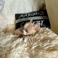 (Deposit) Jax, a male Chihuahua for sale in Purvis, MS – Photo 5 of 9