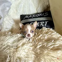 (Deposit) Jax, a male Chihuahua for sale in Purvis, MS – Photo 4 of 9