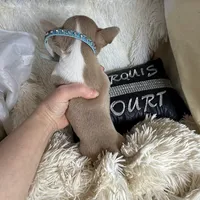 (Deposit) Jax, a male Chihuahua for sale in Purvis, MS – Photo 9 of 9