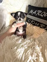 Tiny Leroy, a male Chihuahua for sale in Purvis, MS – Photo 3 of 3