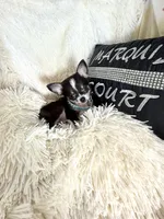 Tiny Leroy, a male Chihuahua for sale in Purvis, MS – 2 of 5