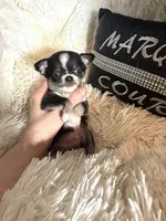 Tiny Leroy, a male Chihuahua for sale in Purvis, MS – Photo 1 of 3