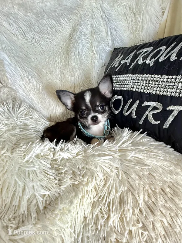 Tiny Leroy – Chihuahua puppy for sale in Purvis, MS