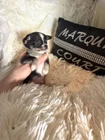 Tiny Leroy, a male Chihuahua for sale in Purvis, MS – Photo 2 of 3