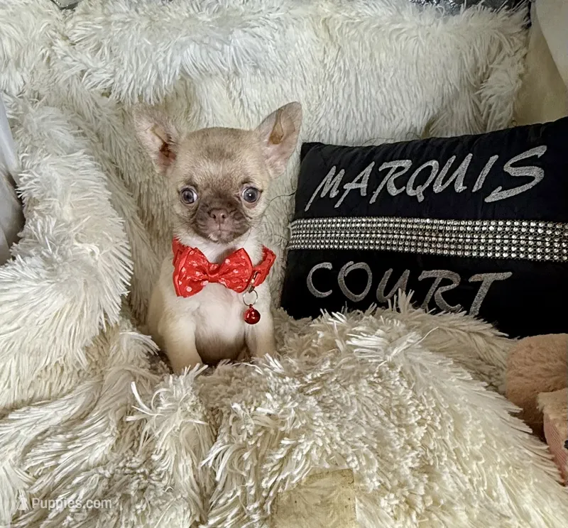 Tiny Elly – Chihuahua puppy for sale in Purvis, MS