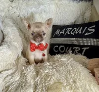 Tiny Elly, a female Chihuahua for sale in Purvis, MS – 1 of 4
