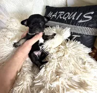 Mike, a male Chihuahua for sale in Purvis, MS – Photo 5 of 5