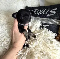 Mike, a male Chihuahua for sale in Purvis, MS – Photo 3 of 5