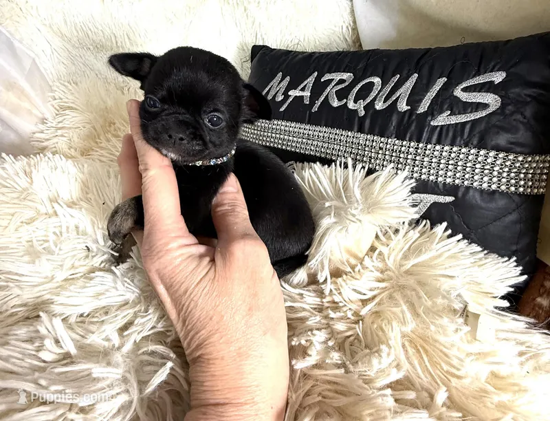 Mike – Chihuahua puppy for sale in Purvis, MS