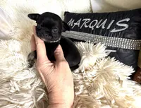 Mike, a male Chihuahua for sale in Purvis, MS – Photo 1 of 5