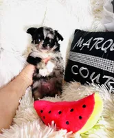 AKC Dingo (stunning merle), a male Chihuahua for sale in Purvis, MS – Photo 8 of 9