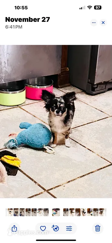 AKC Dingo (stunning merle)