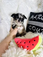 AKC Dingo (stunning merle), a male Chihuahua for sale in Purvis, MS – Photo 7 of 9