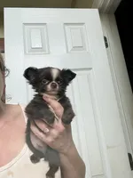 Smiley, a male Chihuahua for sale in Purvis, MS – 2 of 5