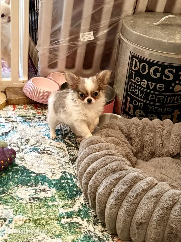 Rosetta – Chihuahua puppy for sale in Purvis, MS