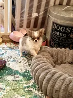 Rosetta, a female Chihuahua for sale in Purvis, MS – 1 of 8