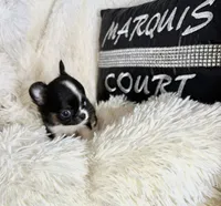 Tiny Blake, a male Chihuahua for sale in Purvis, MS – Photo 2 of 3