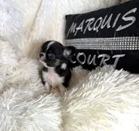 Tiny Blake, a male Chihuahua for sale in Purvis, MS – Photo 3 of 3