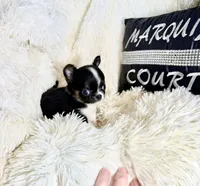 Tiny Blake, a male Chihuahua for sale in Purvis, MS – Photo 1 of 3