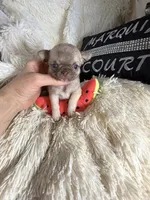 Tiny Elly, a female Chihuahua for sale in Purvis, MS – 3 of 4