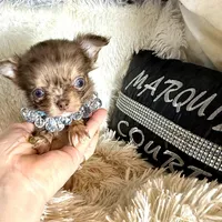 On Hold- Tiny Rebel, a male Chihuahua for sale in Purvis, MS – Photo 7 of 9