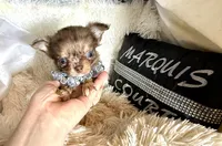 Tiny Rebel, a male Chihuahua for sale in Purvis, MS – Photo 5 of 7