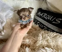 Tiny Rebel, a male Chihuahua for sale in Purvis, MS – Photo 7 of 7