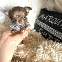 On Hold- Tiny Rebel, a male Chihuahua for sale in Purvis, MS – Photo 8 of 9