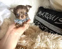 Tiny Rebel, a male Chihuahua for sale in Purvis, MS – Photo 6 of 7