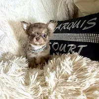 On Hold- Tiny Rebel, a male Chihuahua for sale in Purvis, MS – Photo 3 of 9