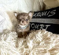 Tiny Rebel, a male Chihuahua for sale in Purvis, MS – Photo 1 of 7