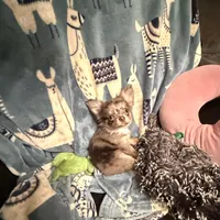 On Hold- Tiny Rebel, a male Chihuahua for sale in Purvis, MS – Photo 1 of 9